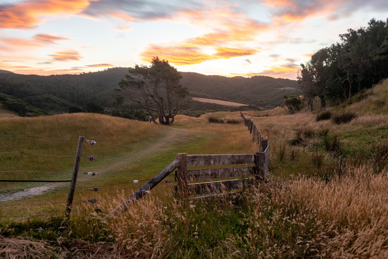 A wooden farm gate and fence line in golden evening light, a grass track leading toward a windswept tree and forested hills under a sunset sky.