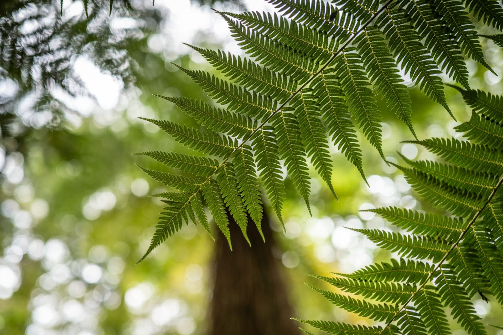 A New Zealand tree-fern frond arching across soft, dappled green forest light, the trunk of a ponga rising behind it.